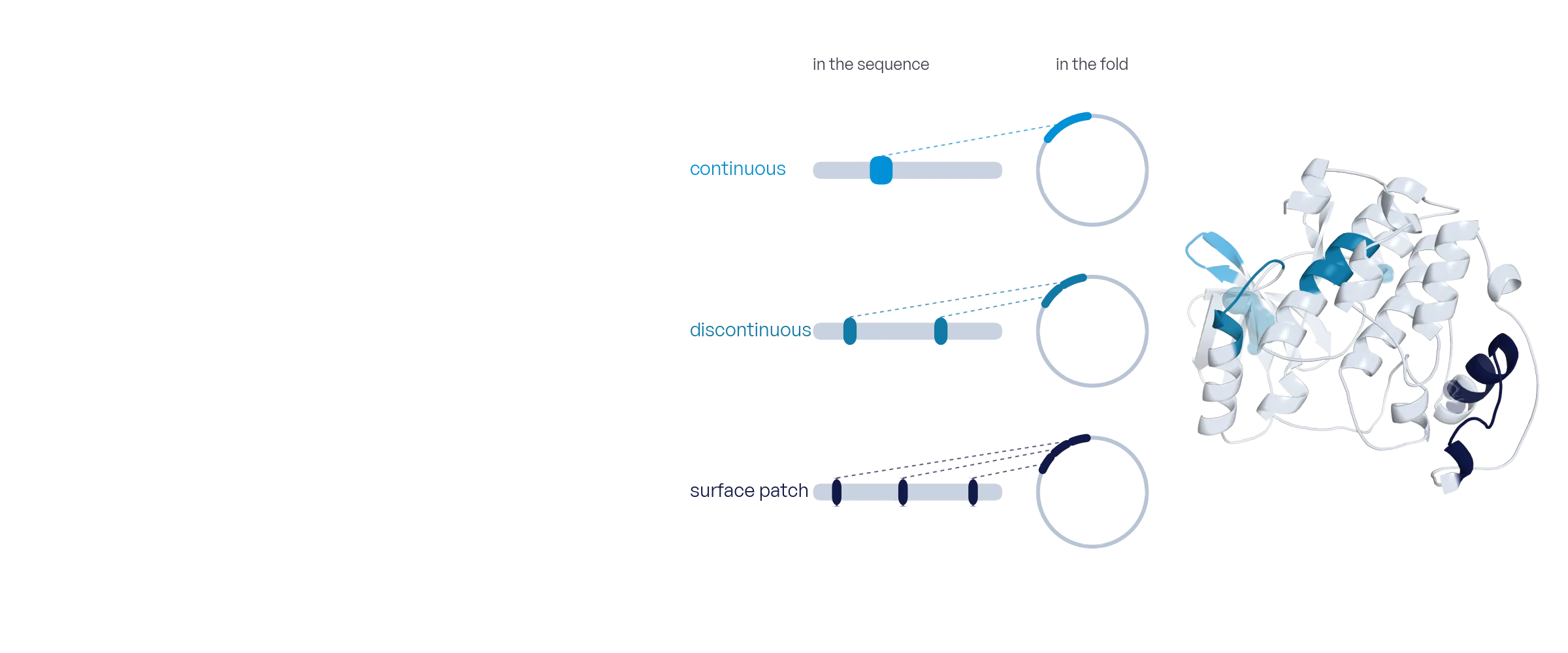 Illustrative data: the three candidate classes (continuous, discontinuous, surface patch) and the epitopes drawn on the structure of a kinase.