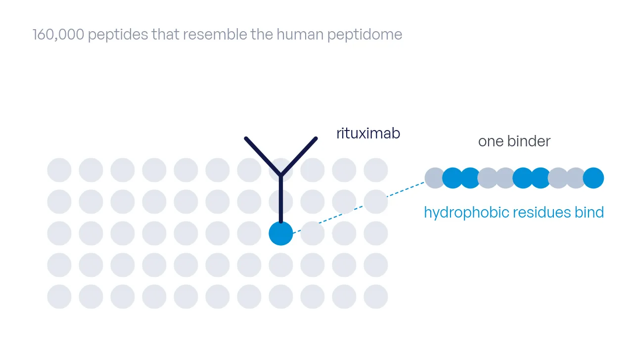 An antibody over a field of spots that stands for the human peptidome; one spot is held, and its peptide's hydrophobic residues are in azure.