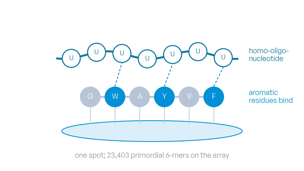 A short RNA strand of identical bases lies across a 6-mer peptide on a spot; the aromatic residues at the contact points are in azure.