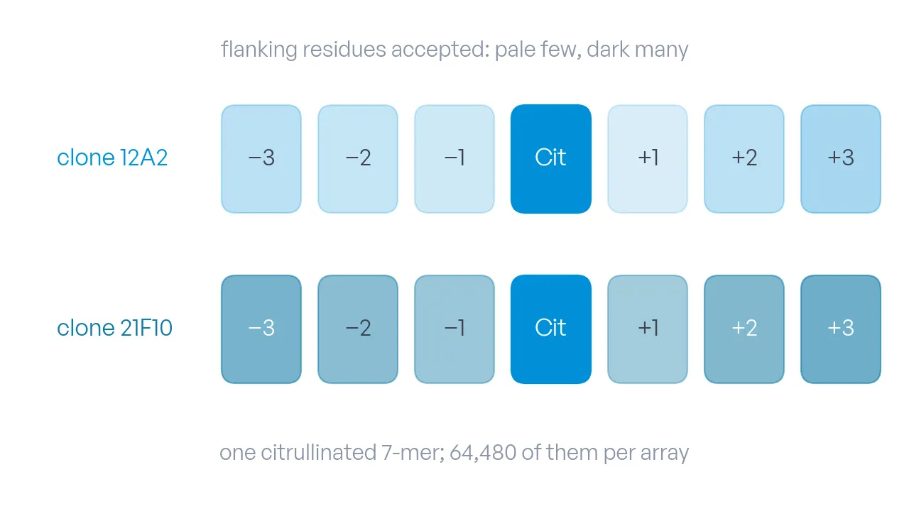 One citrullinated 7-mer as seven boxes, the citrulline in the middle; two rows for the two clones, the flanking positions shaded by how many residues each clone accepts.
