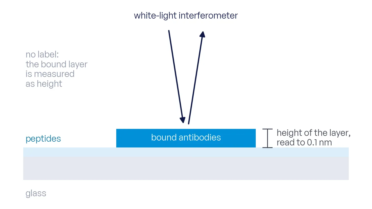 A spot in profile: the peptide layer on the surface, the bound antibody layer as a raised plateau, an interferometer beam from above measuring the height step.