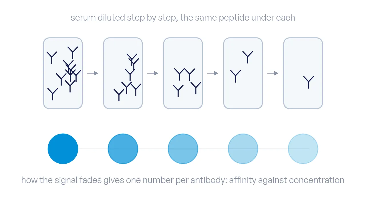 Five serum tubes in a dilution series with thinning antibodies; under each, the spot signal shrinks, and one line through the signals marks the serological number.