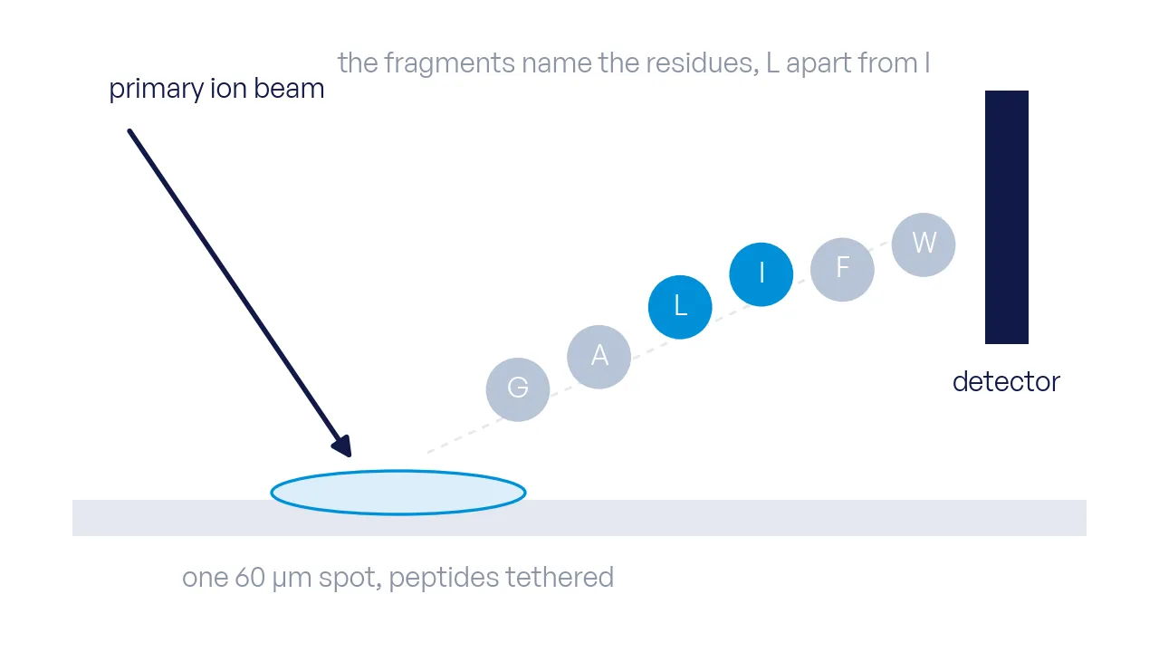 An ion beam hits one peptide spot on the array surface; lettered fragments fly off toward the detector, leucine and isoleucine as two distinct pieces.