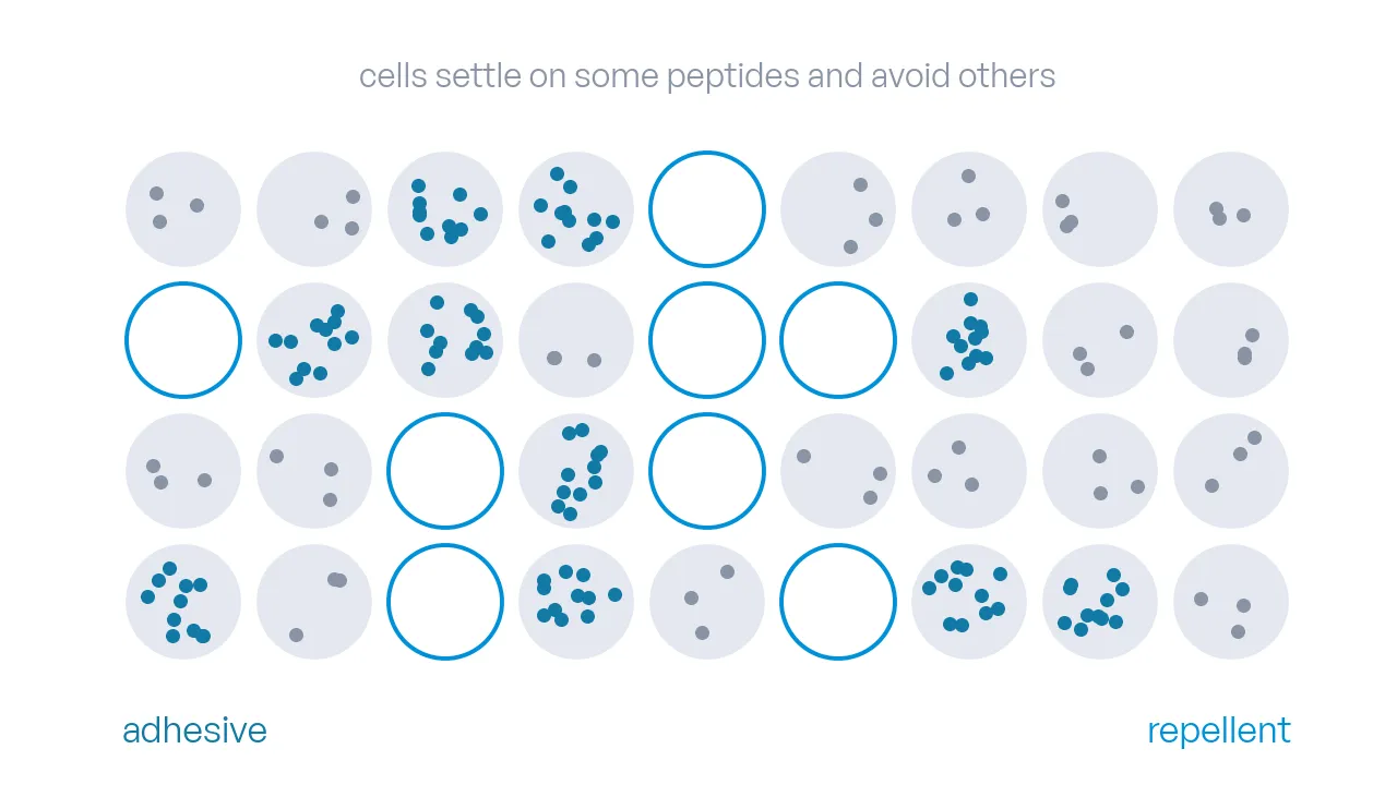A grid of peptide spots: cells settled densely on adhesive spots, a few on most, none on the repellent spots drawn as empty rings.