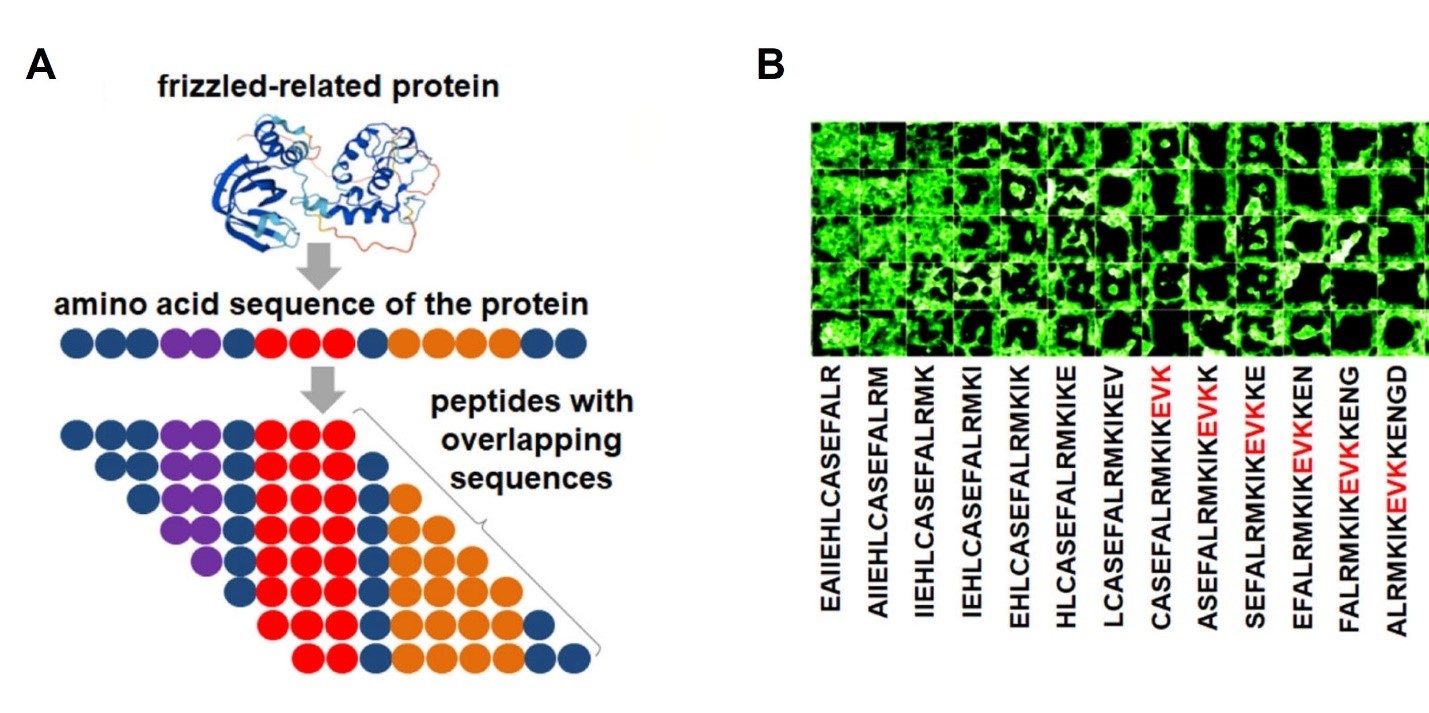 Using Peptide Microarrays to Explore The Potential of Cell-Interactive ...