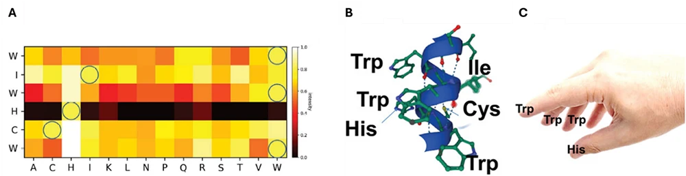 Heatmap, 3D helix, and hand illustration of peptide binding motifs